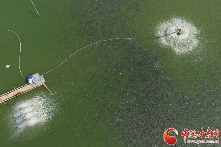 合陽開水族店怎么樣？加盟祥龍魚場(chǎng)賣龍魚市場(chǎng)怎樣？ 合陽開水族店怎么樣？加盟祥龍魚場(chǎng)賣龍魚市場(chǎng)怎樣？ 水族館百科（水族館加盟） 第6張