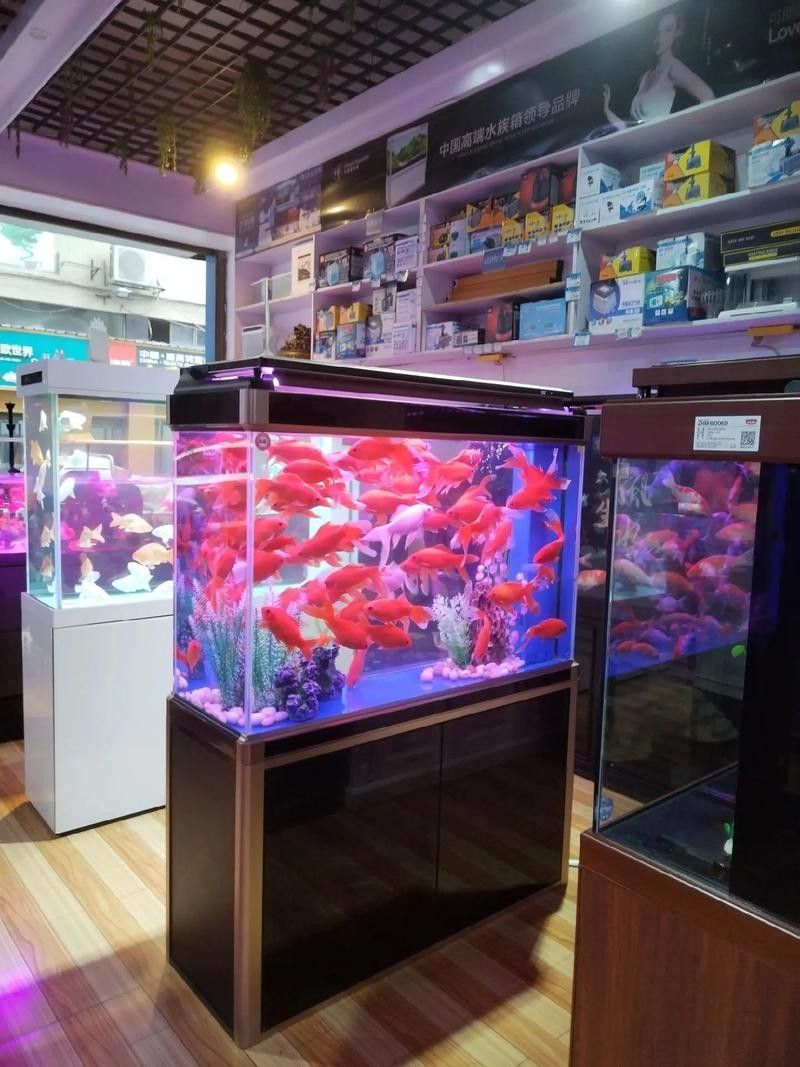 長沙開水族店怎么樣？加盟祥龍魚場賣龍魚市場怎樣？