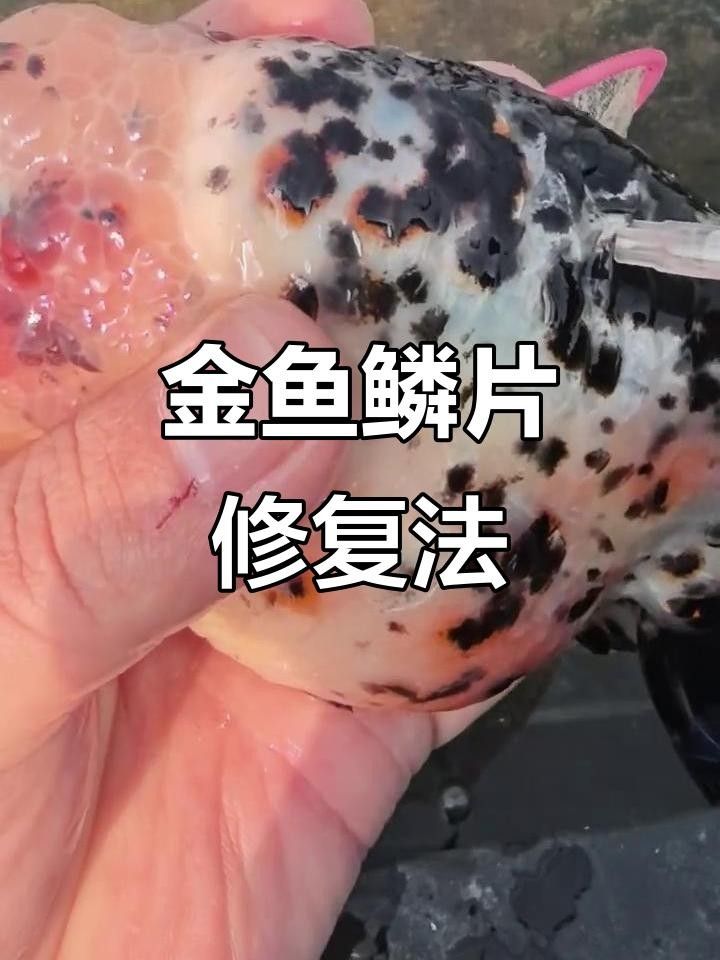 龍魚炸鱗多久能治好？ 龍魚炸鱗多久能治好？ 龍魚百科 第7張