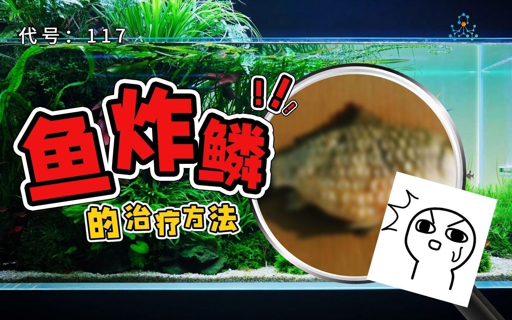 龍魚炸鱗多久能治好？ 龍魚炸鱗多久能治好？ 龍魚百科 第5張