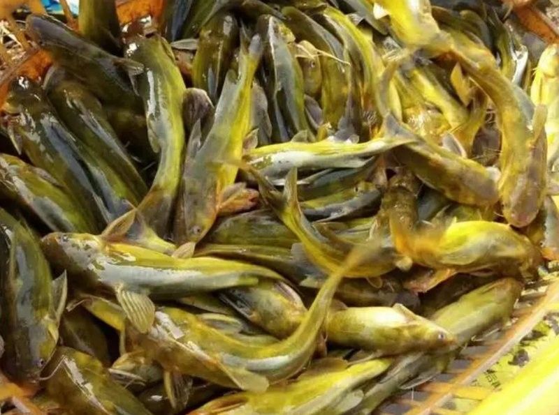 德江開水族店怎么樣？加盟祥龍魚場賣龍魚市場怎樣？ 德江開水族店怎么樣？加盟祥龍魚場賣龍魚市場怎樣？ 水族館百科（水族館加盟） 第9張