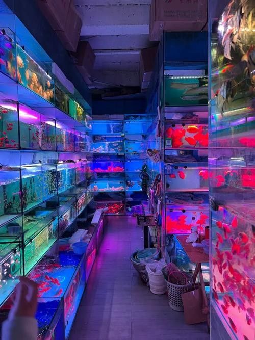 百色開水族店怎么樣？加盟祥龍魚場賣龍魚市場怎樣？ 百色開水族店怎么樣？加盟祥龍魚場賣龍魚市場怎樣？ 水族館百科（水族館加盟） 第4張
