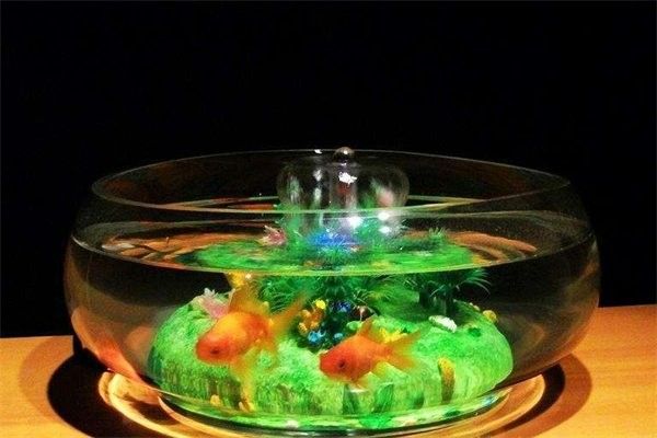 臥龍開水族店怎么樣？加盟祥龍魚場賣龍魚市場怎樣？ 臥龍開水族店怎么樣？加盟祥龍魚場賣龍魚市場怎樣？ 水族館百科（水族館加盟） 第13張
