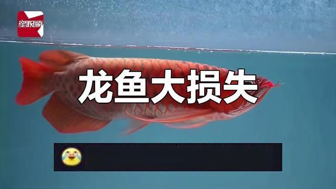 臥龍開水族店怎么樣？加盟祥龍魚場賣龍魚市場怎樣？