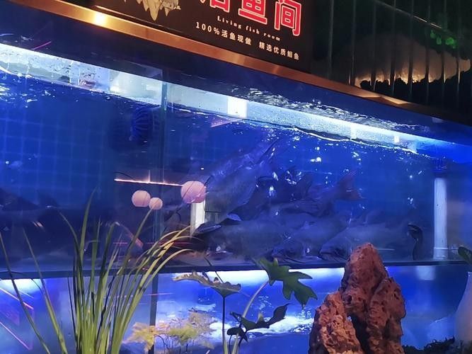 華龍開水族店怎么樣？加盟祥龍魚場賣龍魚市場怎樣？ 華龍開水族店怎么樣？加盟祥龍魚場賣龍魚市場怎樣？ 水族館百科（水族館加盟） 第2張
