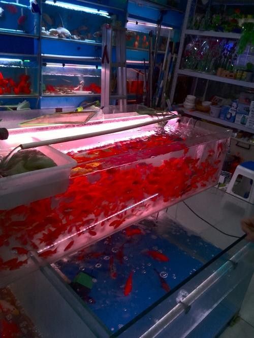 華龍開水族店怎么樣？加盟祥龍魚場賣龍魚市場怎樣？ 華龍開水族店怎么樣？加盟祥龍魚場賣龍魚市場怎樣？ 水族館百科（水族館加盟） 第1張