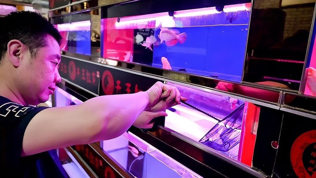 朗縣開水族店怎么樣？加盟祥龍魚場賣龍魚市場怎樣？