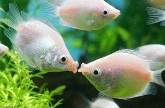 十大名貴淡水觀賞魚排行榜 十大名貴淡水觀賞魚排行榜 龍魚百科 第5張