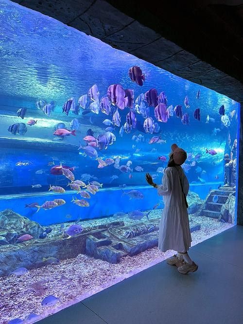東莞開水族店怎么樣？加盟祥龍魚場賣龍魚市場怎樣？ 東莞開水族店怎么樣？加盟祥龍魚場賣龍魚市場怎樣？ 水族館百科（水族館加盟） 第3張