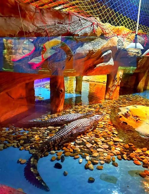 東莞開水族店怎么樣？加盟祥龍魚場賣龍魚市場怎樣？ 東莞開水族店怎么樣？加盟祥龍魚場賣龍魚市場怎樣？ 水族館百科（水族館加盟） 第4張