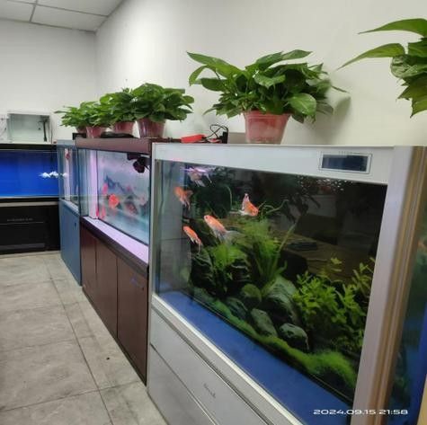 淮安區開水族店怎么樣？加盟祥龍魚場賣龍魚市場怎樣？ 淮安區開水族店怎么樣？加盟祥龍魚場賣龍魚市場怎樣？ 水族館百科（水族館加盟） 第2張
