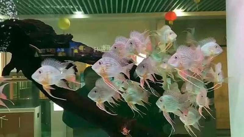 鹽邊開水族店怎么樣？加盟祥龍魚場(chǎng)賣龍魚市場(chǎng)怎樣？ 鹽邊開水族店怎么樣？加盟祥龍魚場(chǎng)賣龍魚市場(chǎng)怎樣？ 水族館百科（水族館加盟） 第10張