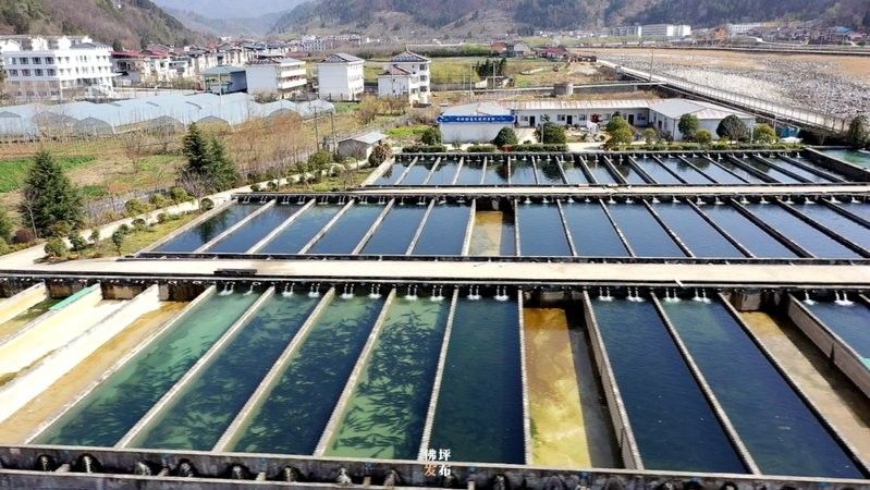 佛坪開水族店怎么樣？加盟祥龍魚場賣龍魚市場怎樣？ 佛坪開水族店怎么樣？加盟祥龍魚場賣龍魚市場怎樣？ 水族館百科（水族館加盟） 第1張