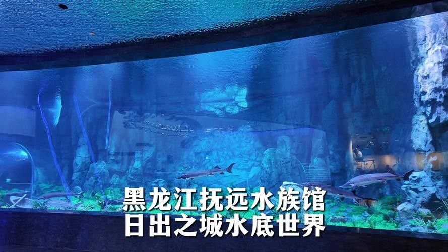 撫遠開水族店怎么樣？加盟祥龍魚場賣龍魚市場怎樣？ 撫遠開水族店怎么樣？加盟祥龍魚場賣龍魚市場怎樣？ 水族館百科（水族館加盟） 第5張