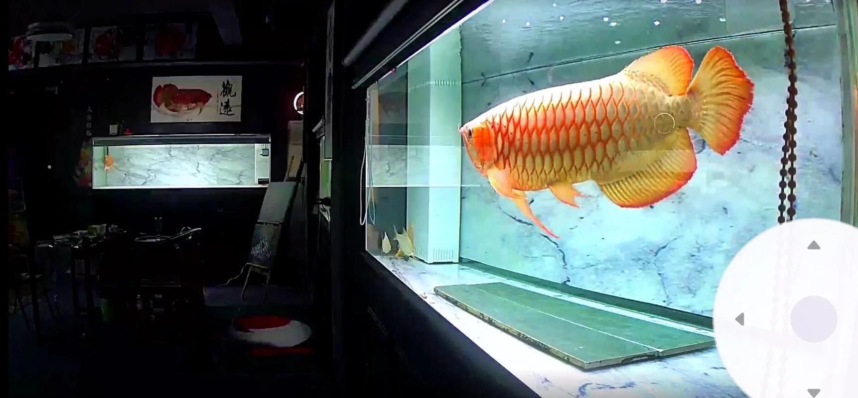 攸縣開水族店怎么樣？加盟祥龍魚場賣龍魚市場怎樣？ 攸縣開水族店怎么樣？加盟祥龍魚場賣龍魚市場怎樣？ 水族館百科（水族館加盟） 第1張