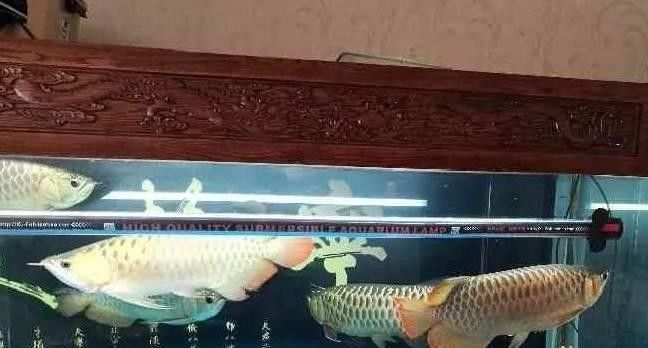 銀龍魚和泥鰍混養嗎 銀龍魚和泥鰍混養嗎 龍魚百科 第5張
