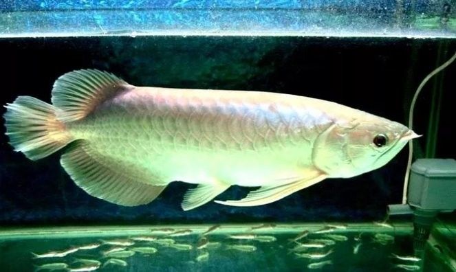 銀龍魚和泥鰍混養(yǎng)嗎