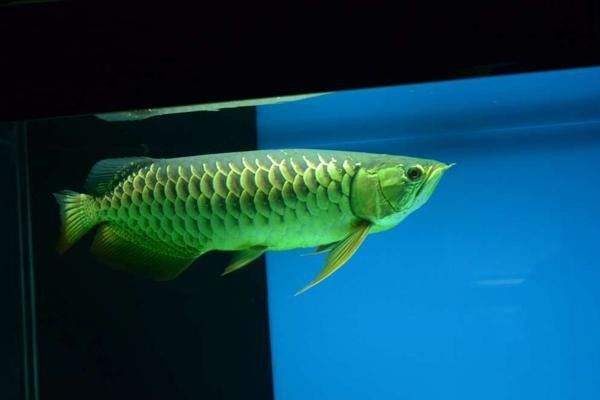 龍魚忽然撞缸怎么回事啊 龍魚忽然撞缸怎么回事啊 龍魚百科 第2張