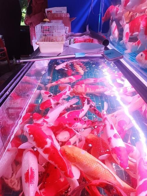 惠城開(kāi)水族店怎么樣？加盟祥龍魚(yú)場(chǎng)賣(mài)龍魚(yú)市場(chǎng)怎樣？ 惠城開(kāi)水族店怎么樣？加盟祥龍魚(yú)場(chǎng)賣(mài)龍魚(yú)市場(chǎng)怎樣？ 水族館百科（水族館加盟） 第6張