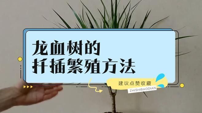 龍血樹有哪些繁殖方法？