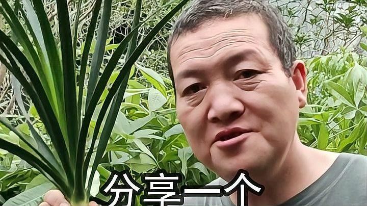 龍血樹有哪些繁殖方法？