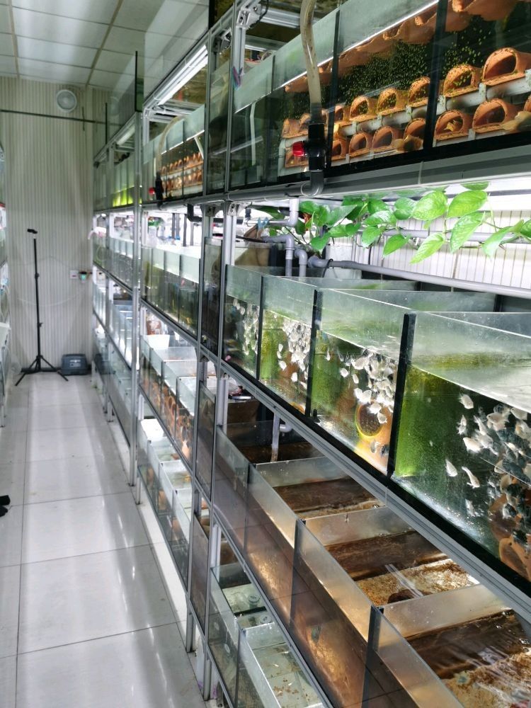 袁州區(qū)開水族店怎么樣？加盟祥龍魚場賣龍魚市場怎樣？