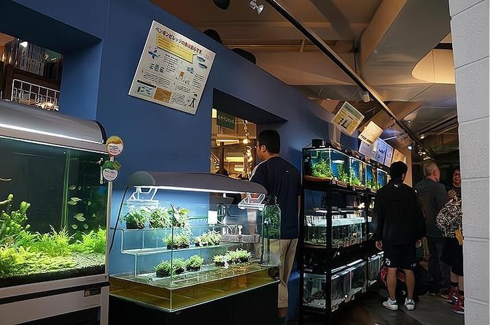 硚口開水族店怎么樣？加盟祥龍魚場賣龍魚市場怎樣？
