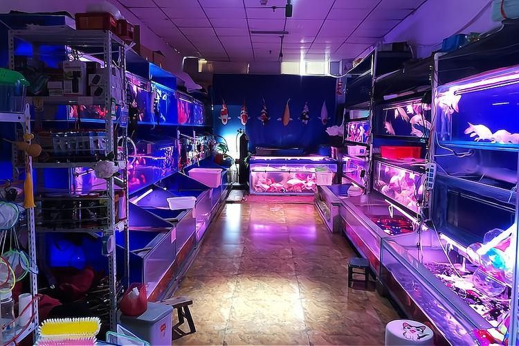 硚口開水族店怎么樣？加盟祥龍魚場賣龍魚市場怎樣？