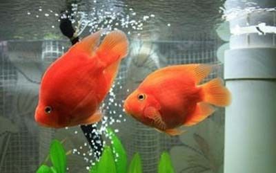什么生肖宜養(yǎng)龍魚