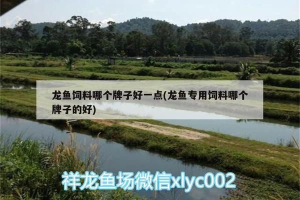 龍魚(yú)飼料哪個(gè)品牌好一點(diǎn)的：-龍魚(yú)飼料哪個(gè)品牌好探索高品質(zhì)龍魚(yú)飼料品牌