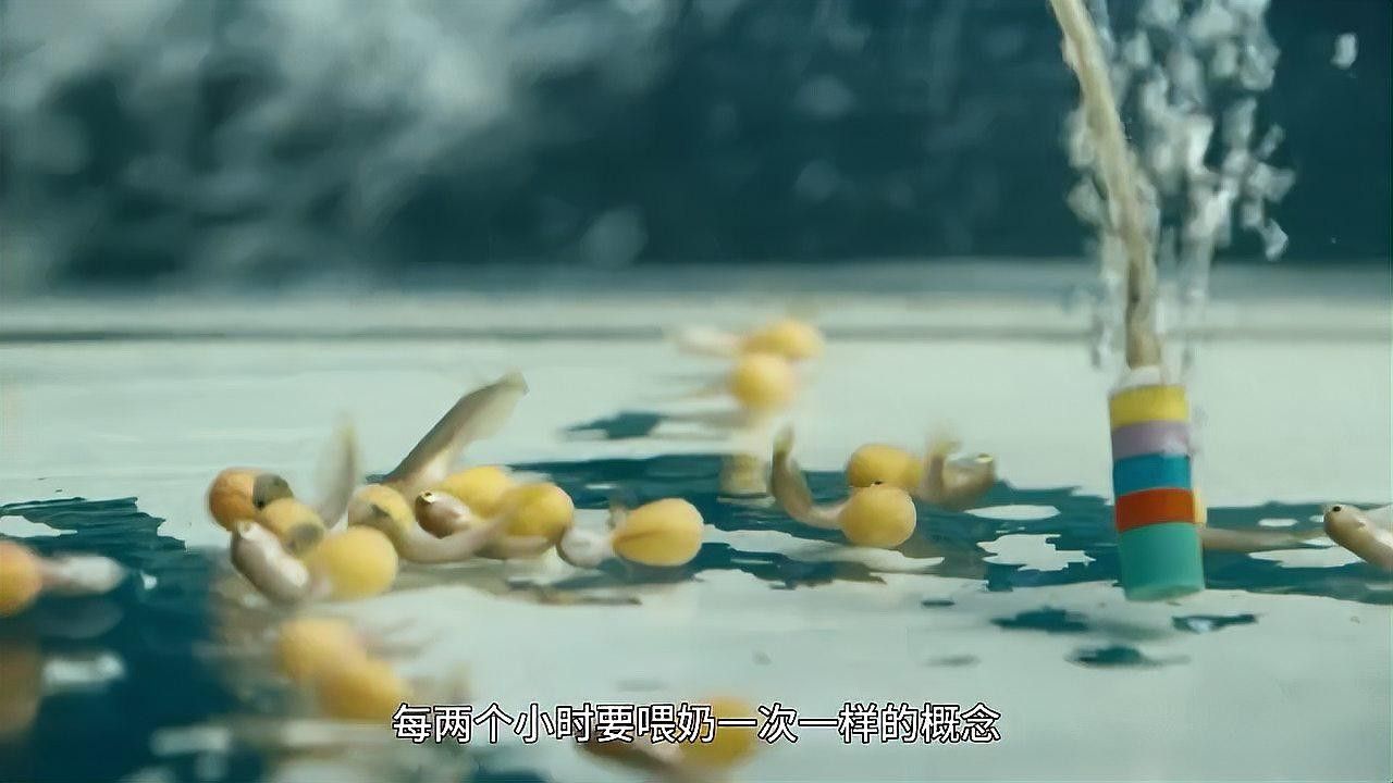 南譙開水族店怎么樣？加盟祥龍魚場賣龍魚市場怎樣？