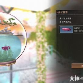 血紅龍適合新手飼養嗎？