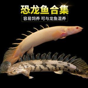 龍魚的虎斑是什么品種的魚：龍魚中帶有虎斑特征的具體品種