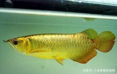 金龍魚底色不明顯怎么回事（金龍魚底色不明顯可能是由多種因素引起的）
