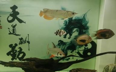 金龍魚底色不明顯怎么回事（金龍魚底色不明顯可能是由多種因素引起的）