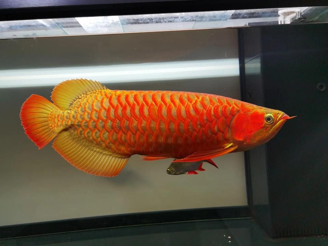 贊皇開水族店怎么樣？加盟祥龍魚場賣龍魚市場怎樣？