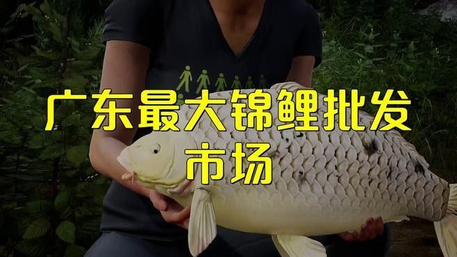 色達開水族店怎么樣？加盟祥龍魚場賣龍魚市場怎樣？