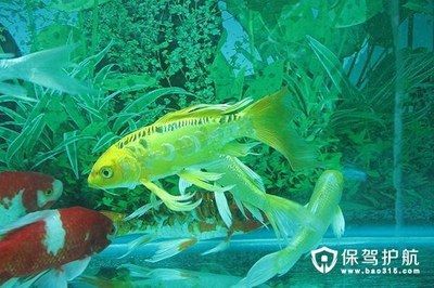 金龍魚對風水真有作用嗎：金龍魚在風水學中具有多種吉祥意義，金龍魚對風水有作用嗎 金龍魚對風水真有作用嗎：金龍魚在風水學中具有多種吉祥意義，金龍魚對風水有作用嗎 龍魚百科 第1張