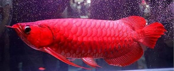 金龍魚對風水真有作用嗎：金龍魚在風水學中具有多種吉祥意義，金龍魚對風水有作用嗎 金龍魚對風水真有作用嗎：金龍魚在風水學中具有多種吉祥意義，金龍魚對風水有作用嗎 龍魚百科 第3張