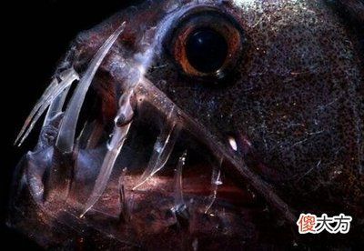 龍魚水質700啥時候能下去（“龍魚水質700”代表什么單位和指標和單位和指標） 龍魚水質700啥時候能下去（“龍魚水質700”代表什么單位和指標和單位和指標） 龍魚百科