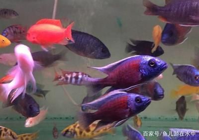 紅龍魚掉眼手術多少錢一顆啊視頻（紅龍魚掉眼手術多少錢一顆啊視頻講解）
