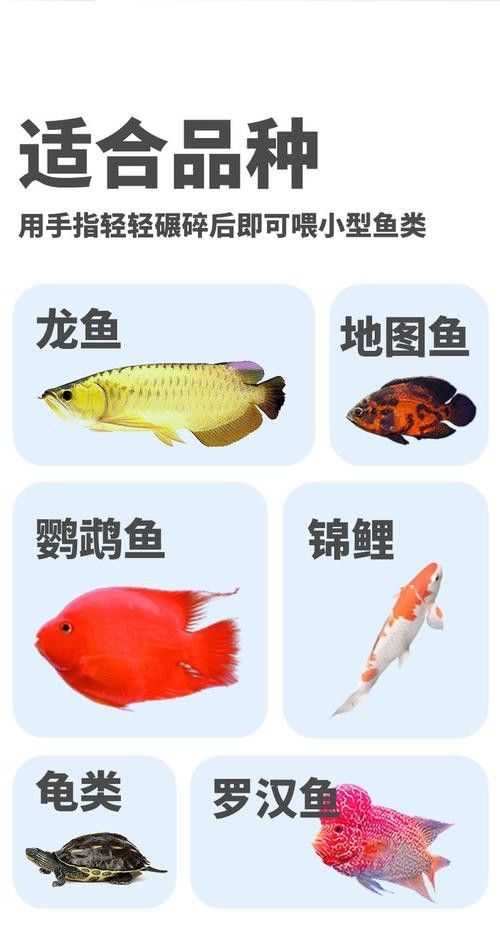 給我一些銀龍魚品相圖解