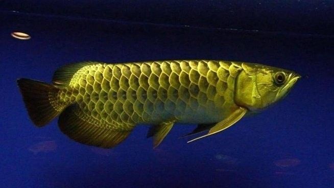 龍魚是魚嗎