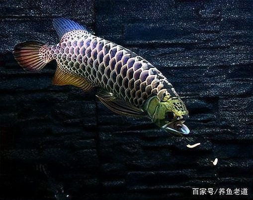 龍魚寄生蟲最忌三種東西 龍魚寄生蟲最忌三種東西 龍魚百科 第5張