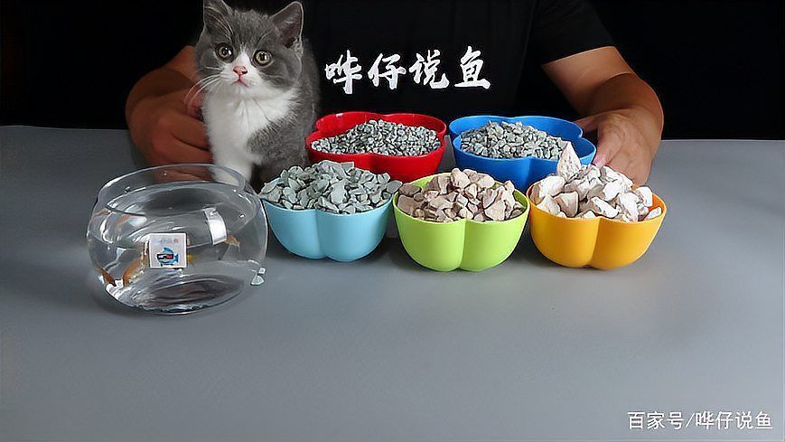 龍魚寄生蟲最忌三種東西 龍魚寄生蟲最忌三種東西 龍魚百科 第10張