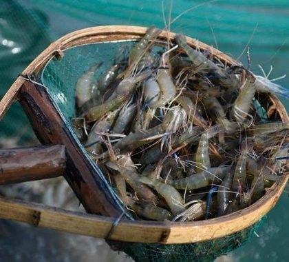 祥符開水族店怎么樣？加盟祥龍魚場賣龍魚市場怎樣？