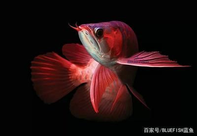 紅龍魚是怎么來的（紅龍魚是怎么來的？） 紅龍魚是怎么來的（紅龍魚是怎么來的？） 龍魚百科 第6張
