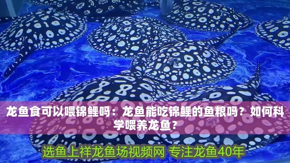 龍魚食可以喂錦鯉嗎：龍魚能吃錦鯉的魚糧嗎？如何科學喂養龍魚？