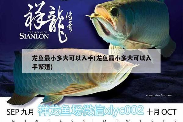 龍魚(yú)可以長(zhǎng)到多大才能繁殖：龍魚(yú)的繁殖成熟和生長(zhǎng)周期 龍魚(yú)可以長(zhǎng)到多大才能繁殖：龍魚(yú)的繁殖成熟和生長(zhǎng)周期 龍魚(yú)百科 第1張