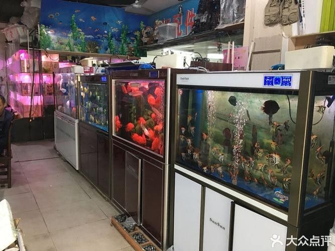 寧德開水族店怎么樣？加盟祥龍魚場賣龍魚市場怎樣？